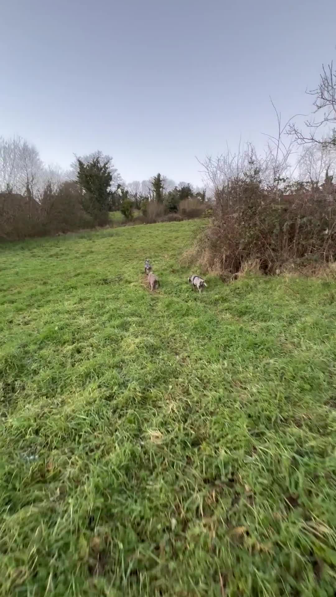 Olde English Bulldogge dogs for sale: 3 male puppy Olde English Bulldogges left - Video 1