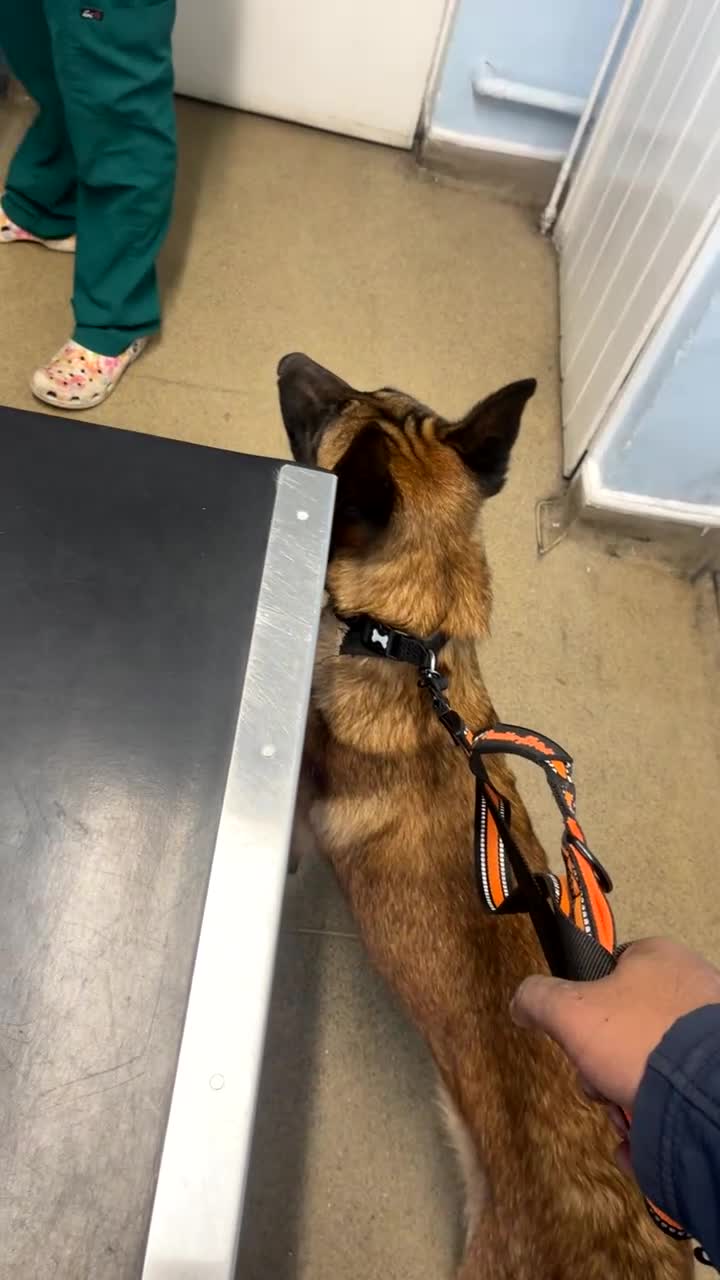 Belgian Shepherd Dog dogs for sale: Guard dog Belgium Malanoi - Video 1