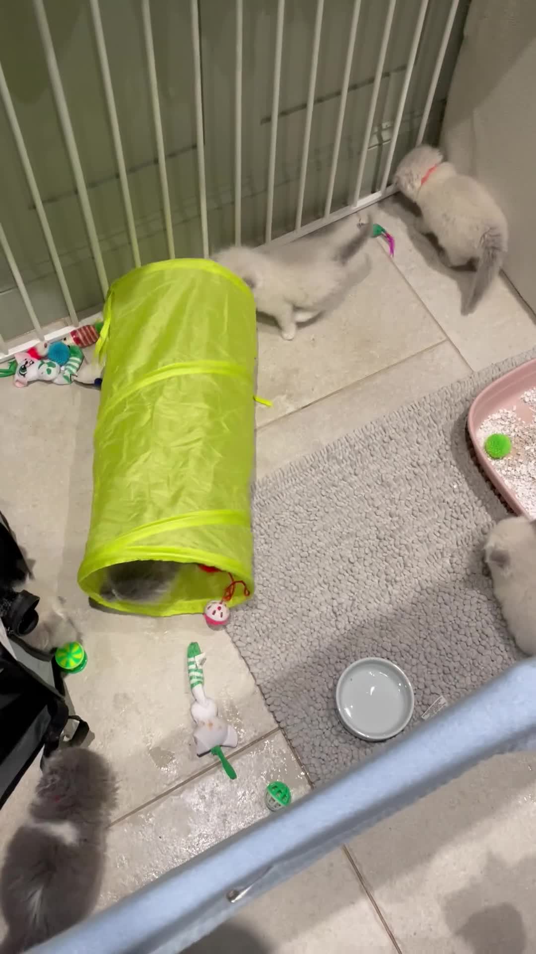 Ragdoll cats for sale: Exquisite, truly unique Ragdolls & Ragfold kittens - Video 1