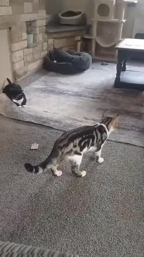 Mixed Breed cats for sale: 7 month old kitten looking for home in Walsingham - Video 1