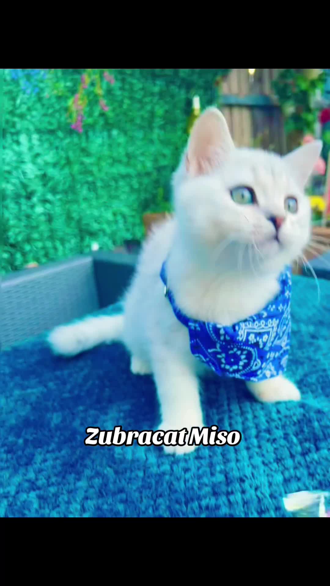 British Shorthair cats for sale: READY NOW ‼️🏆CHAMPIONS Bloodline BSH GCCF. - Video 4