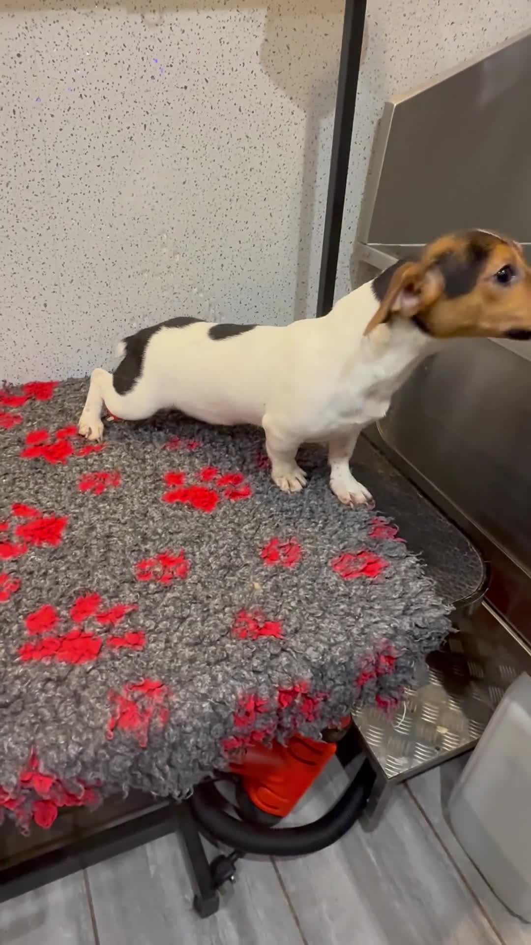 Jack Russell dogs for sale: Jack Russell male  - Video 1