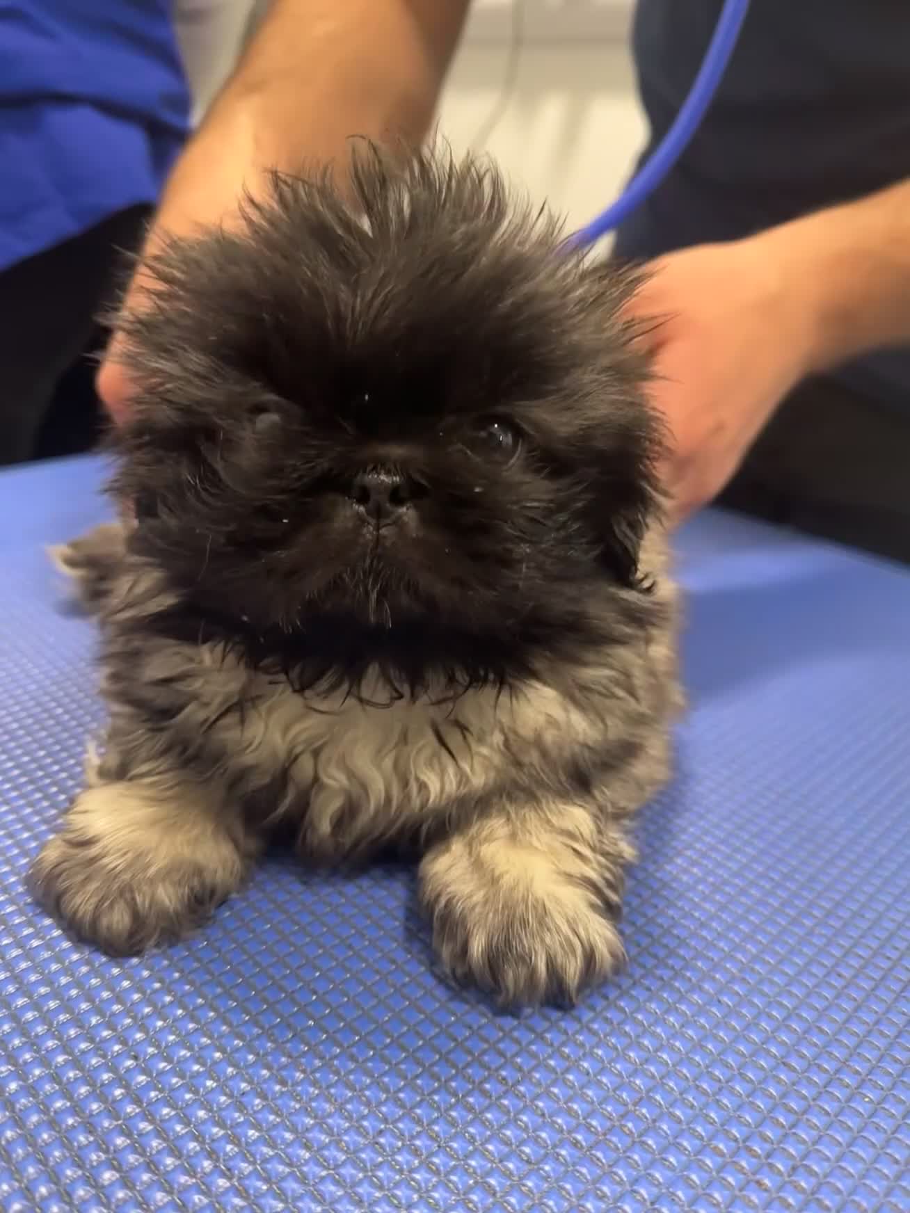 Pekingese dogs for sale: Handsome pure pedigree Pekingese  - Video 2