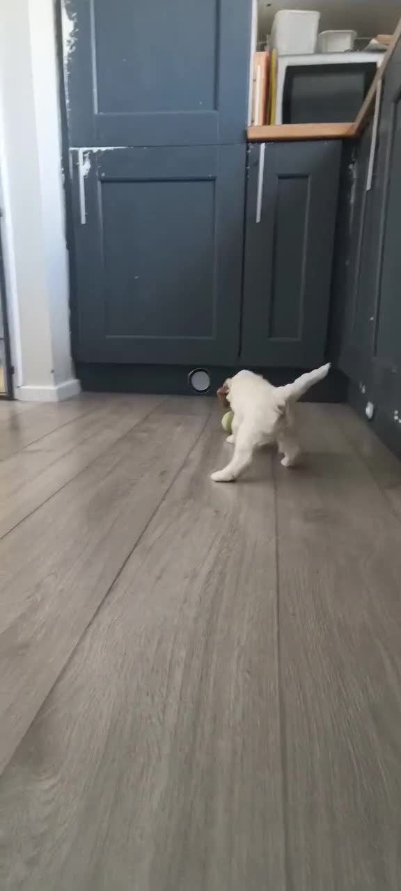 Cockapoo dogs for sale: Stunning F2b cockapoo puppies 8 weeks old - Video 5