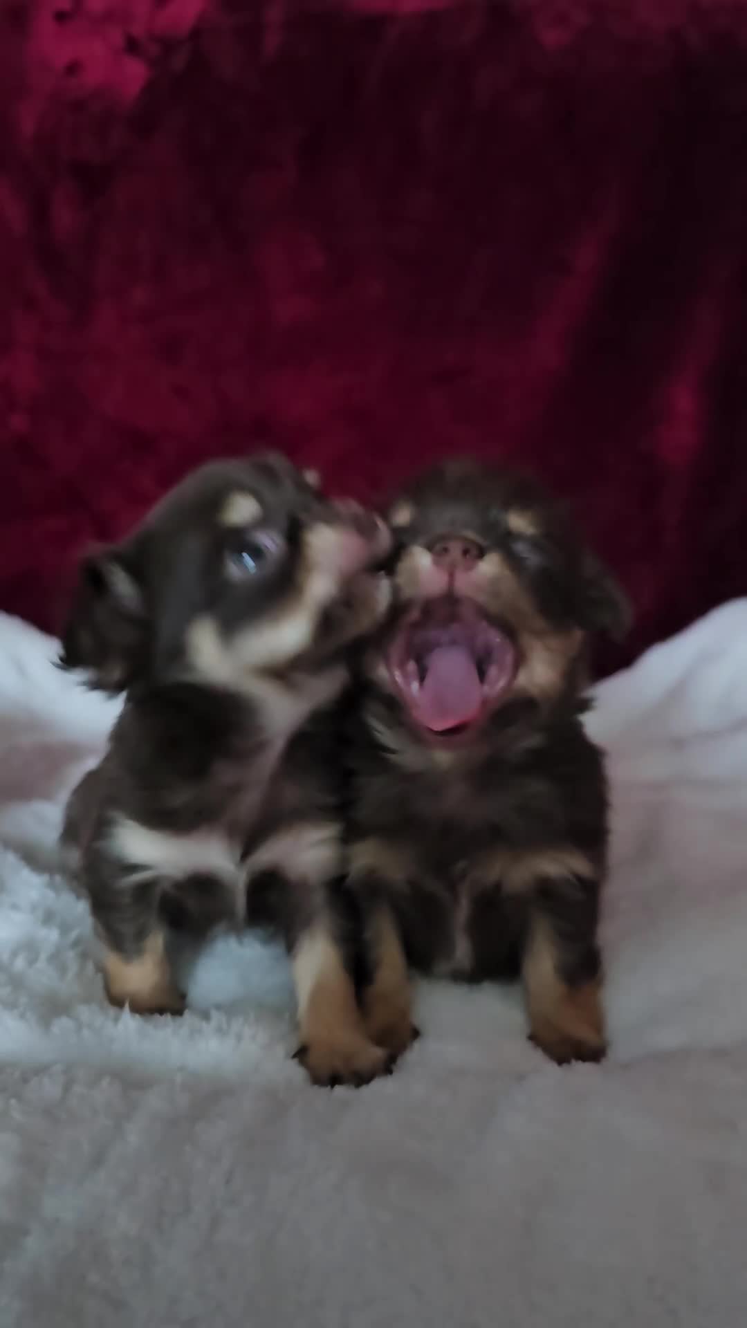 Chihuahua dogs for sale: KC reg Chocolate and tan chihuahua pups for sale - Video 1