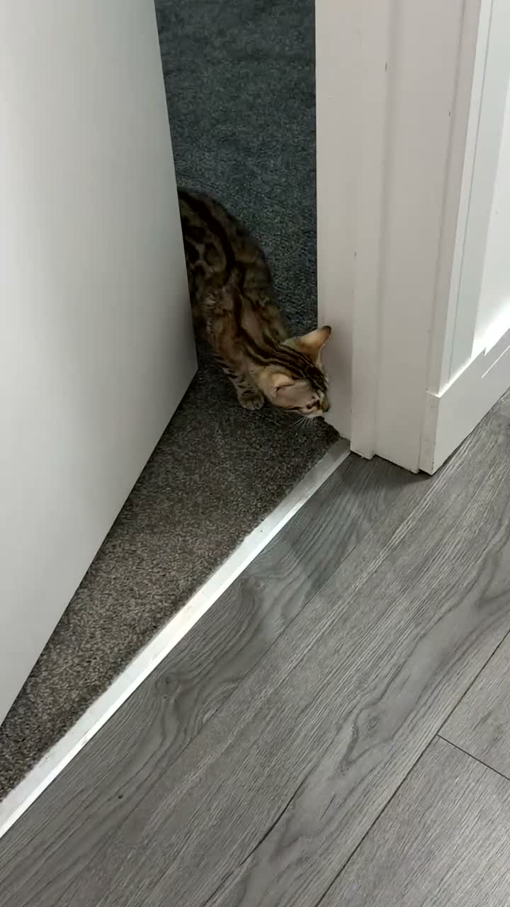Bengal cats for sale: Snow Mink Bengal full breed  - Video 1