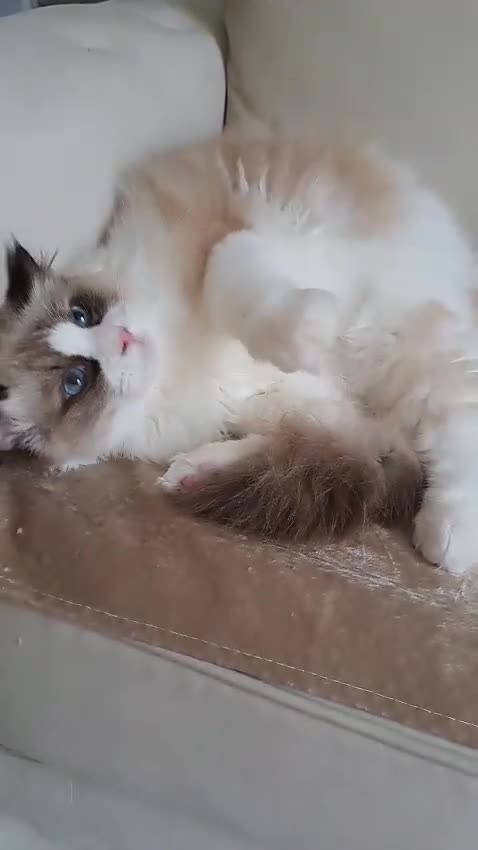 Ragdoll cats for sale: Premium Seal Bicolour  Ragdoll Boys 💖💖💖 - Video 1