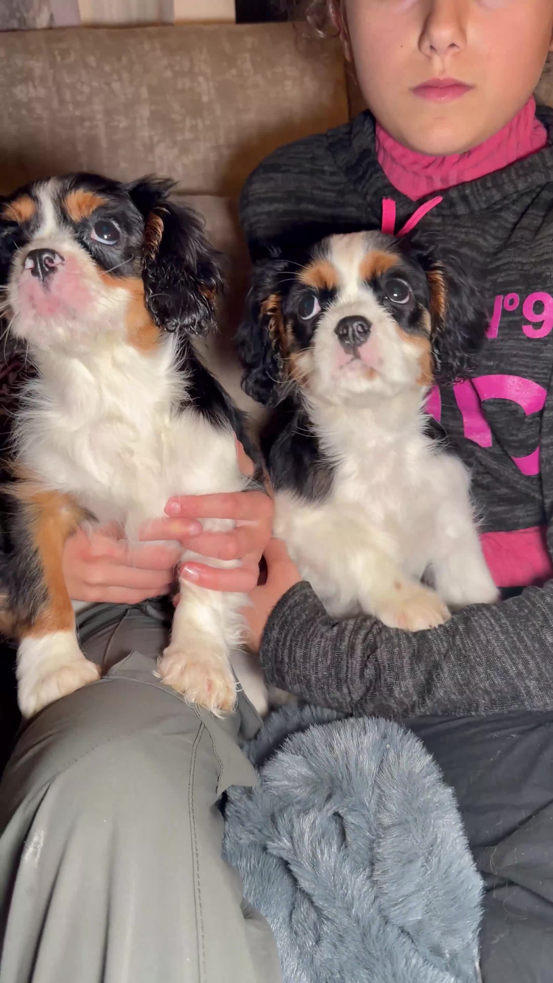 Cavalier King Charles Spaniel dogs for sale:  Cavalier King Charles Spaniels  - Video 1