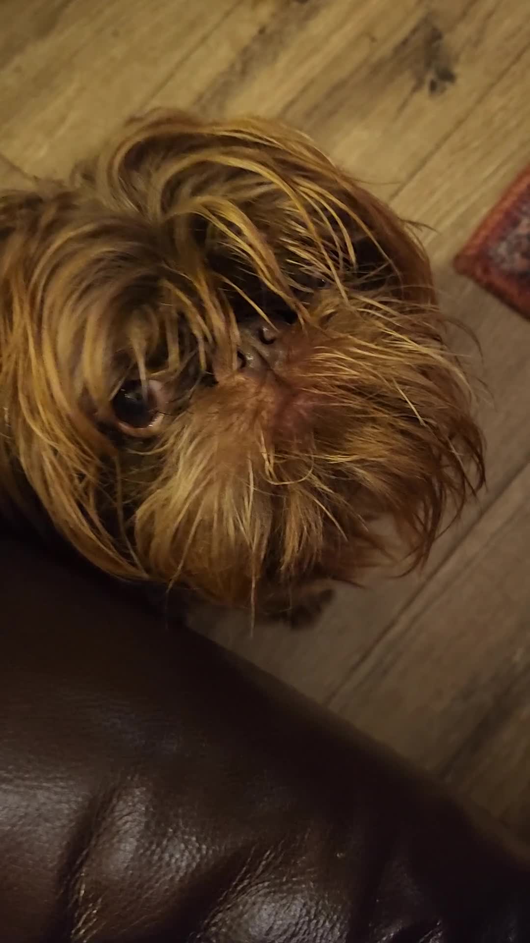 Griffon Bruxellois dogs for sale: Brussels griffon  - Video 1