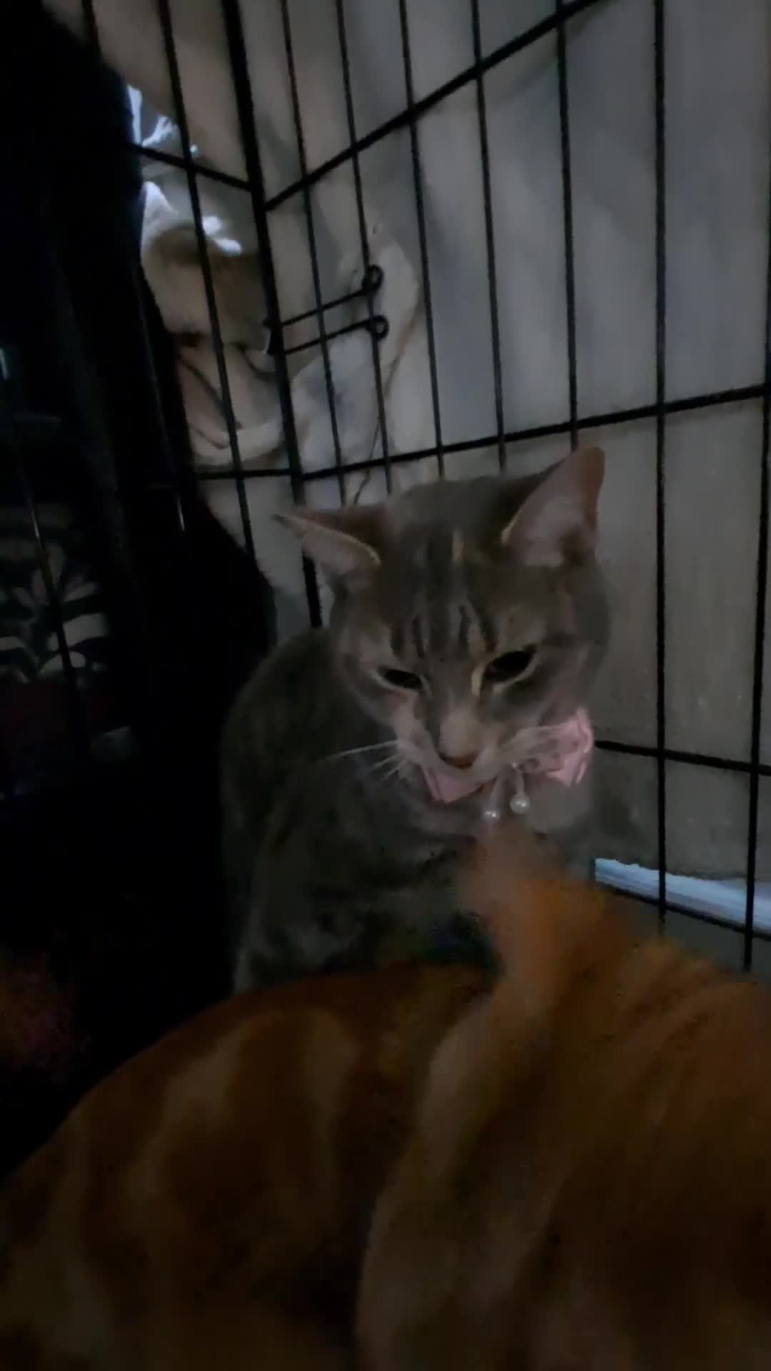 Mixed Breed cats for sale: Cute female tabbies looking for a loving home. =] - Video 4
