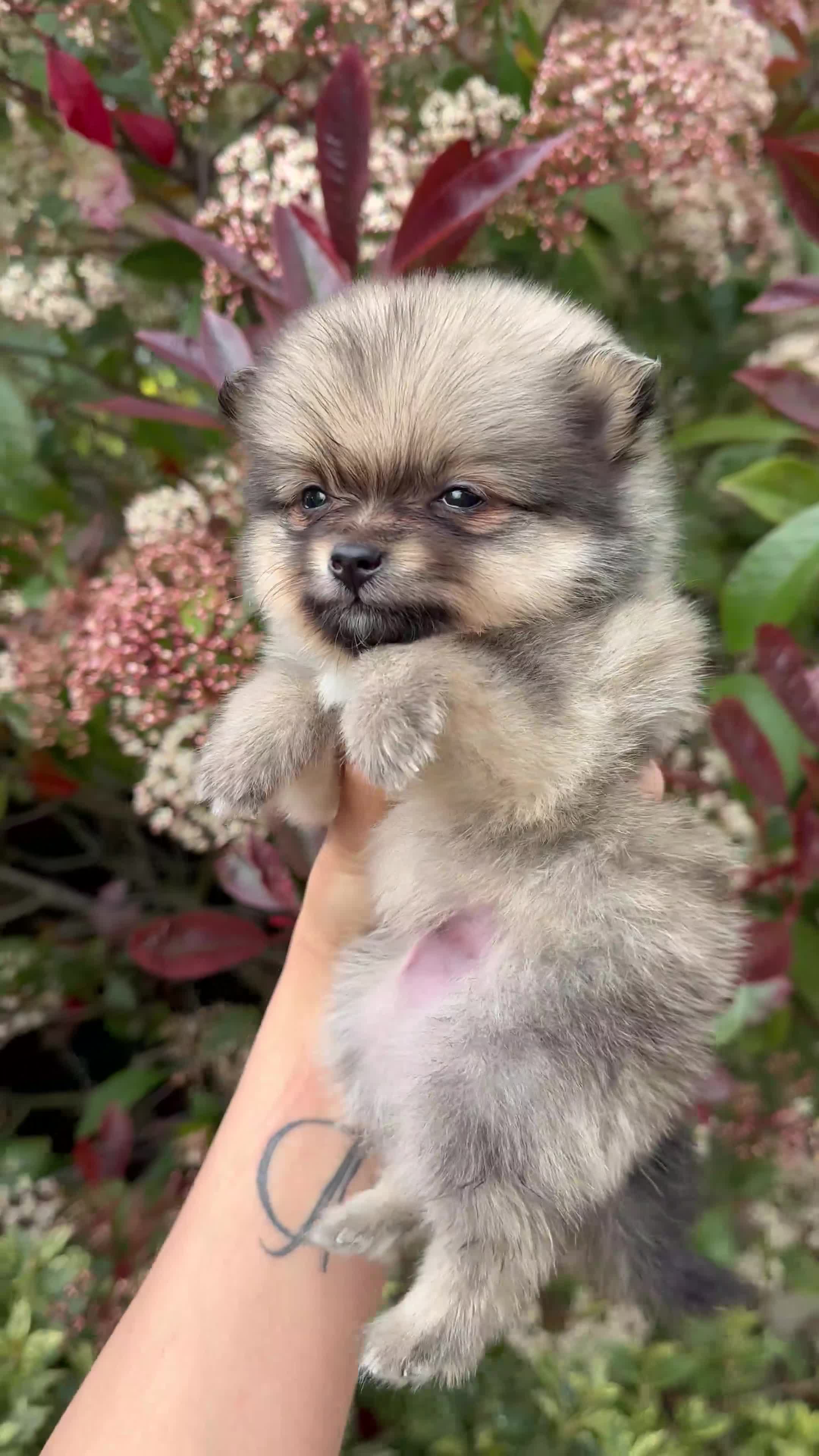 Pomeranian dogs for sale: 💎TeddyBear Pomeranians💎 in Bishop Auckland - Video 3