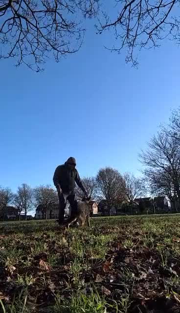 German Shepherd dogs for sale: German shepherd  - Video 1