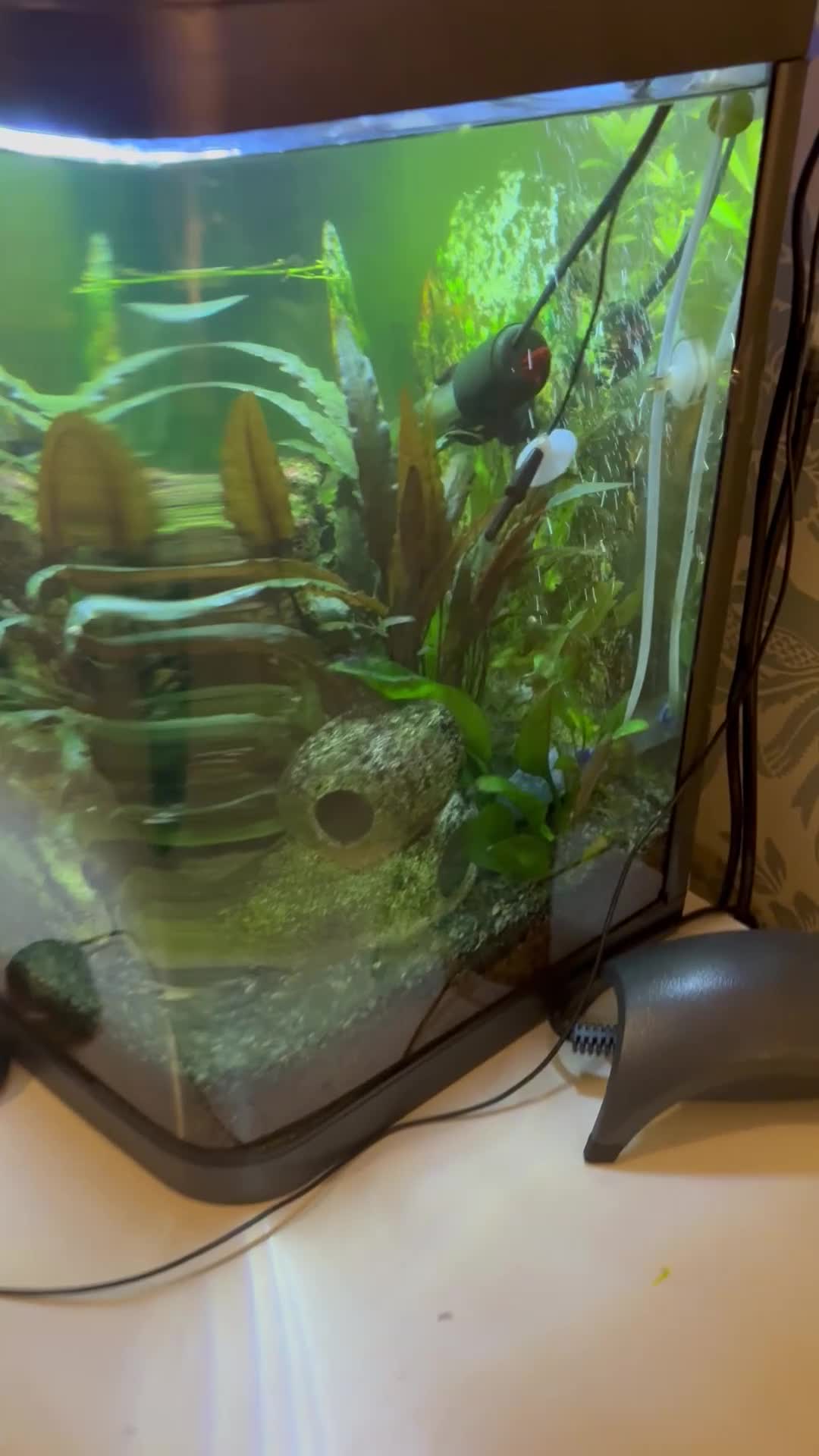 Other/Mixed Breed fish for sale: 60 Litre fish tank, accessories and fish - Video 1