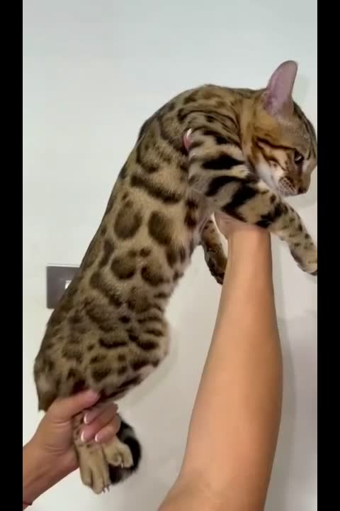 Bengal cats for sale: Top quality pure breed Bengal boy available now in Watford - Video 1