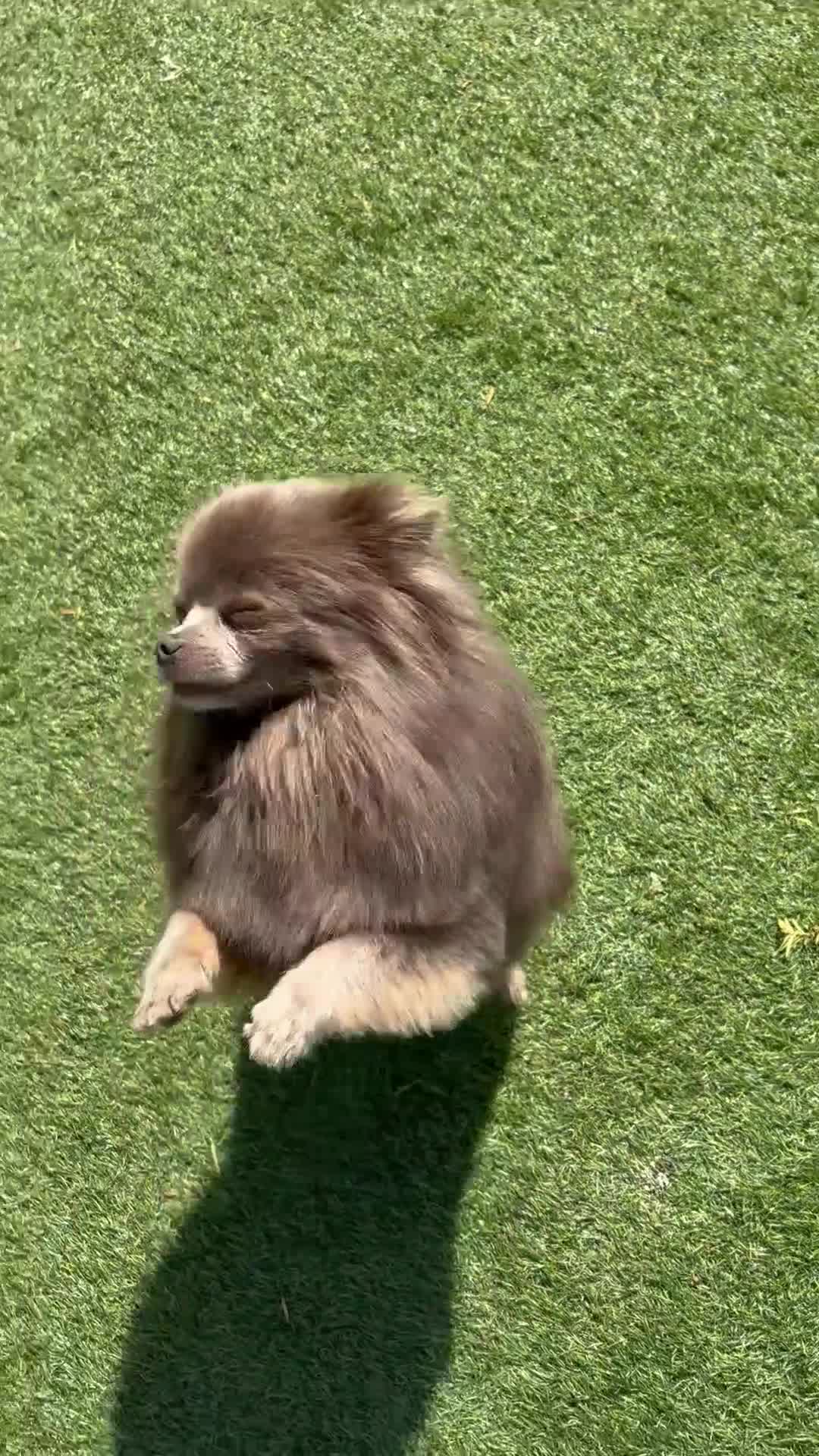 Pomchi dogs for sale: Beautiful Lilli needs a new home.  - Video 1