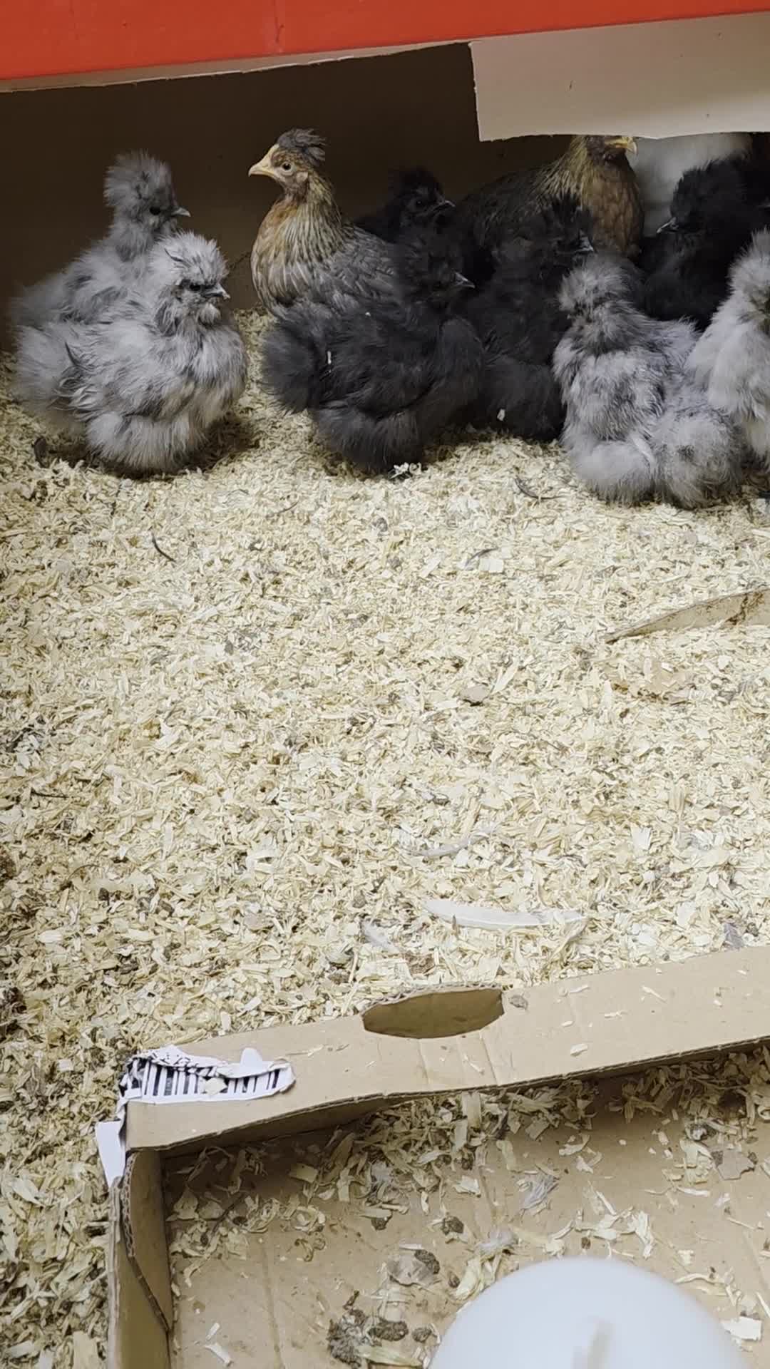 Chickens poultry for sale: Usa silkies - Video 1