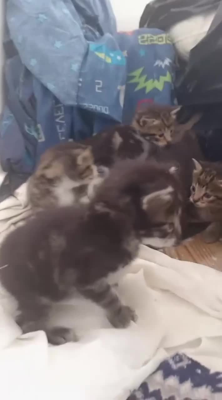 Mixed Breed cats for sale: 4 mixed kittens in Southampton - Video 1