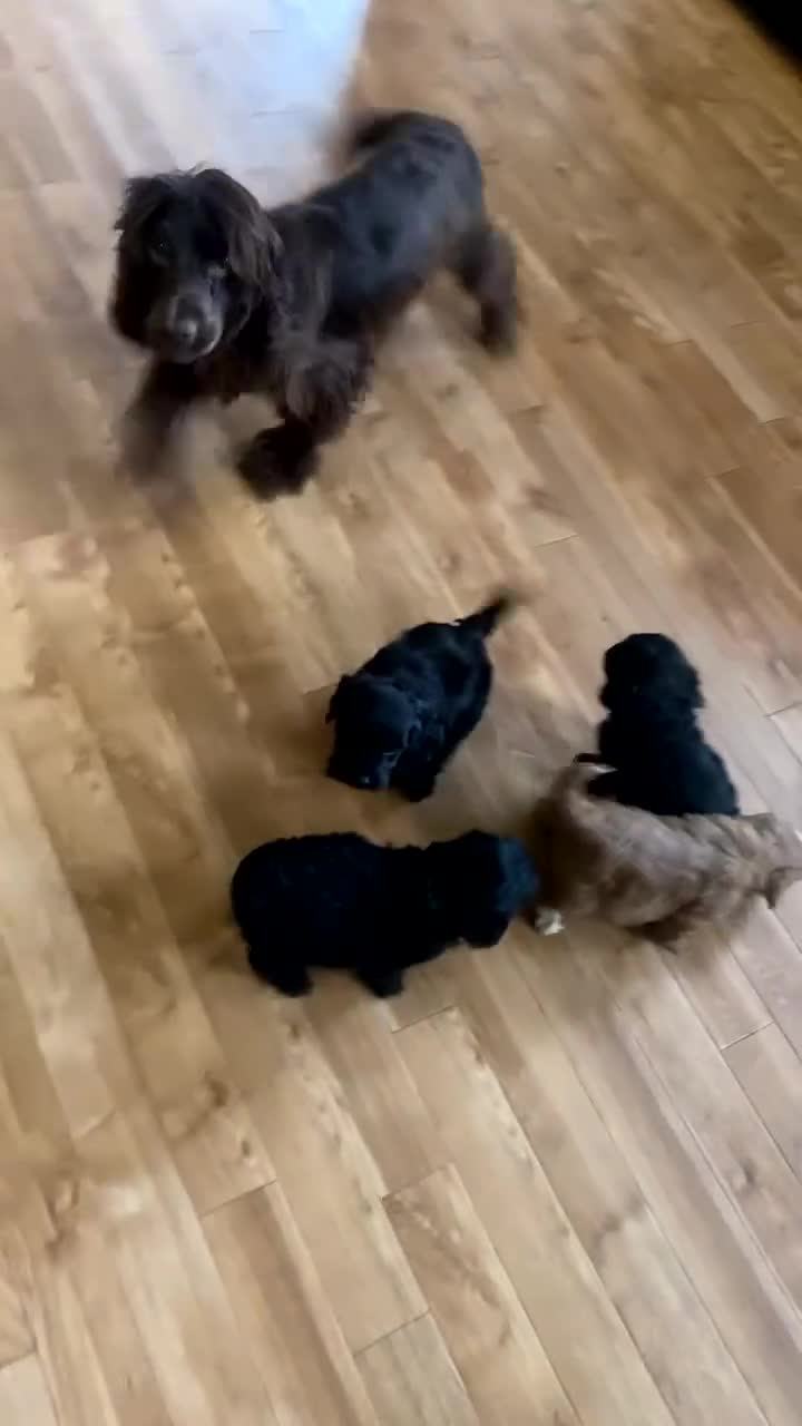 Cockapoo dogs for sale: Cockerpoo puppy’s  - Video 1