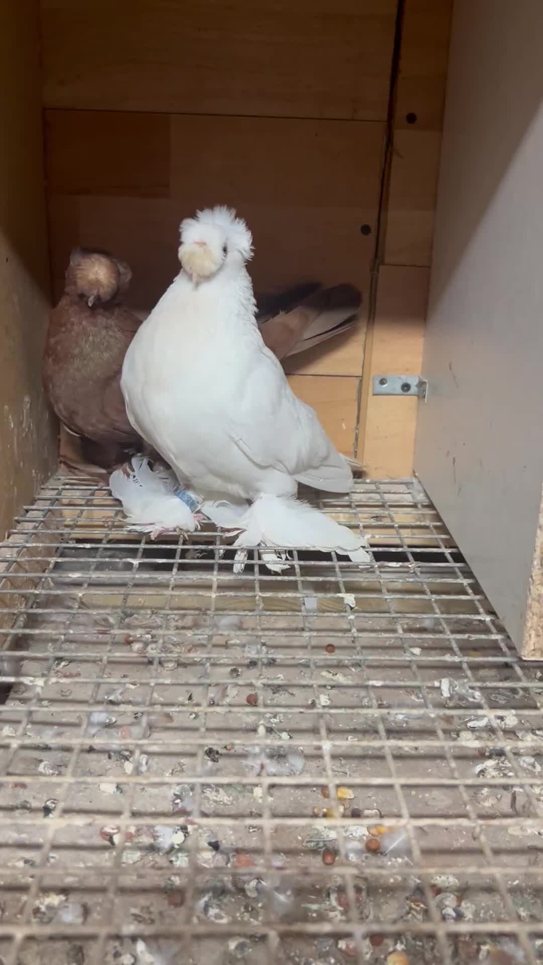 Pigeons birds for sale: Fancy pigeon  - Video 1