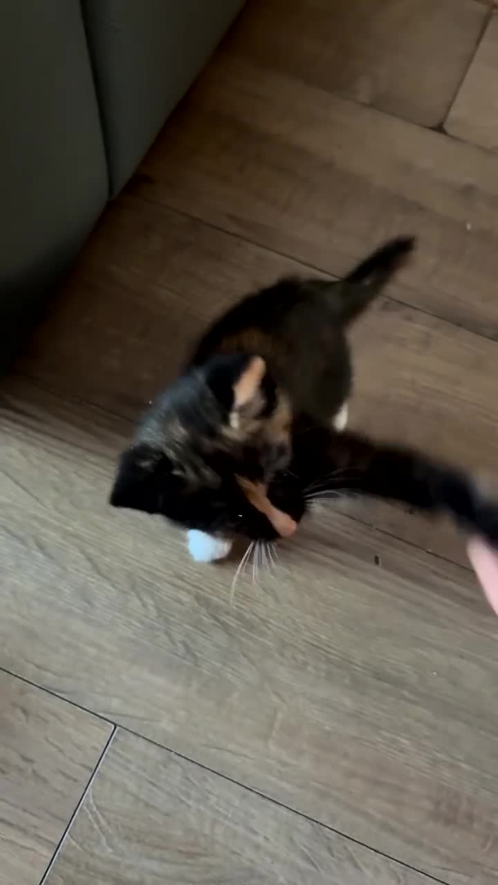 Mixed Breed cats for sale: Cookie Calico Kitten - Video 2