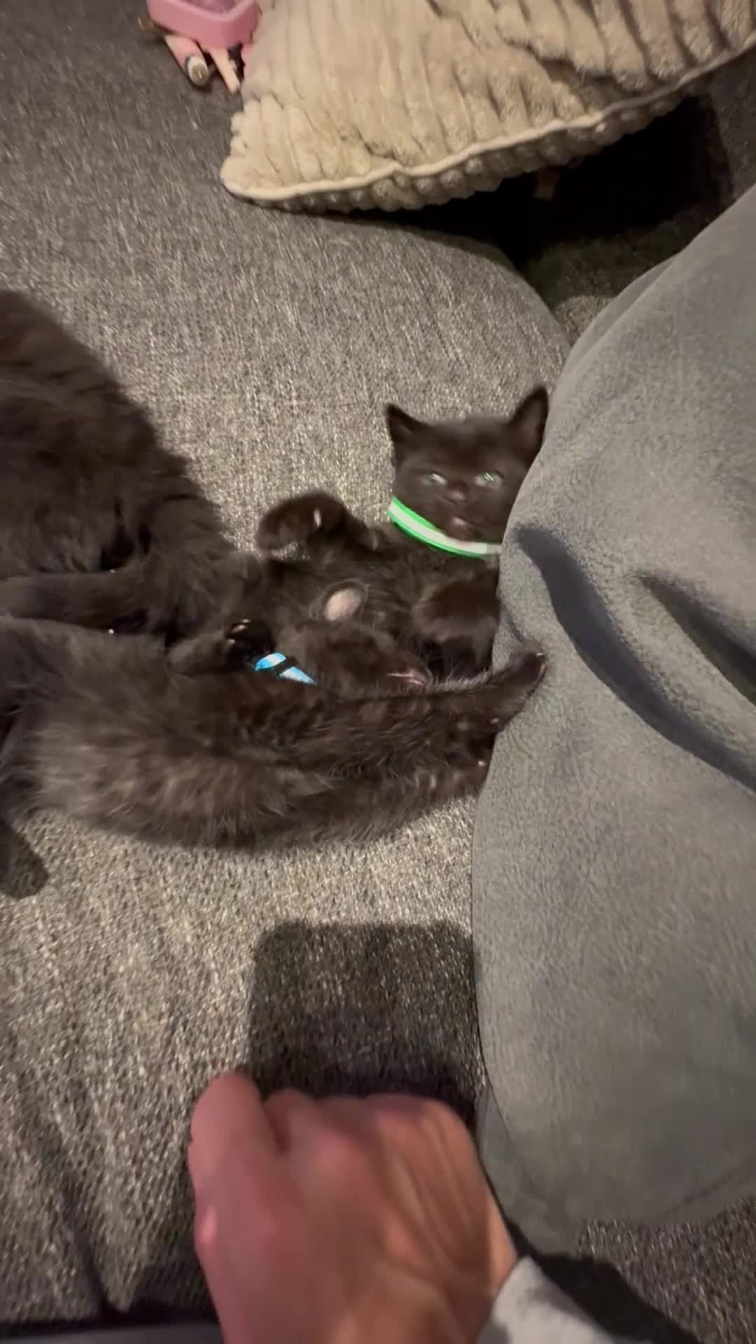 Mixed Breed cats for sale: 5 beautiful mix bread ragdoll fluffy kittens  - Video 1