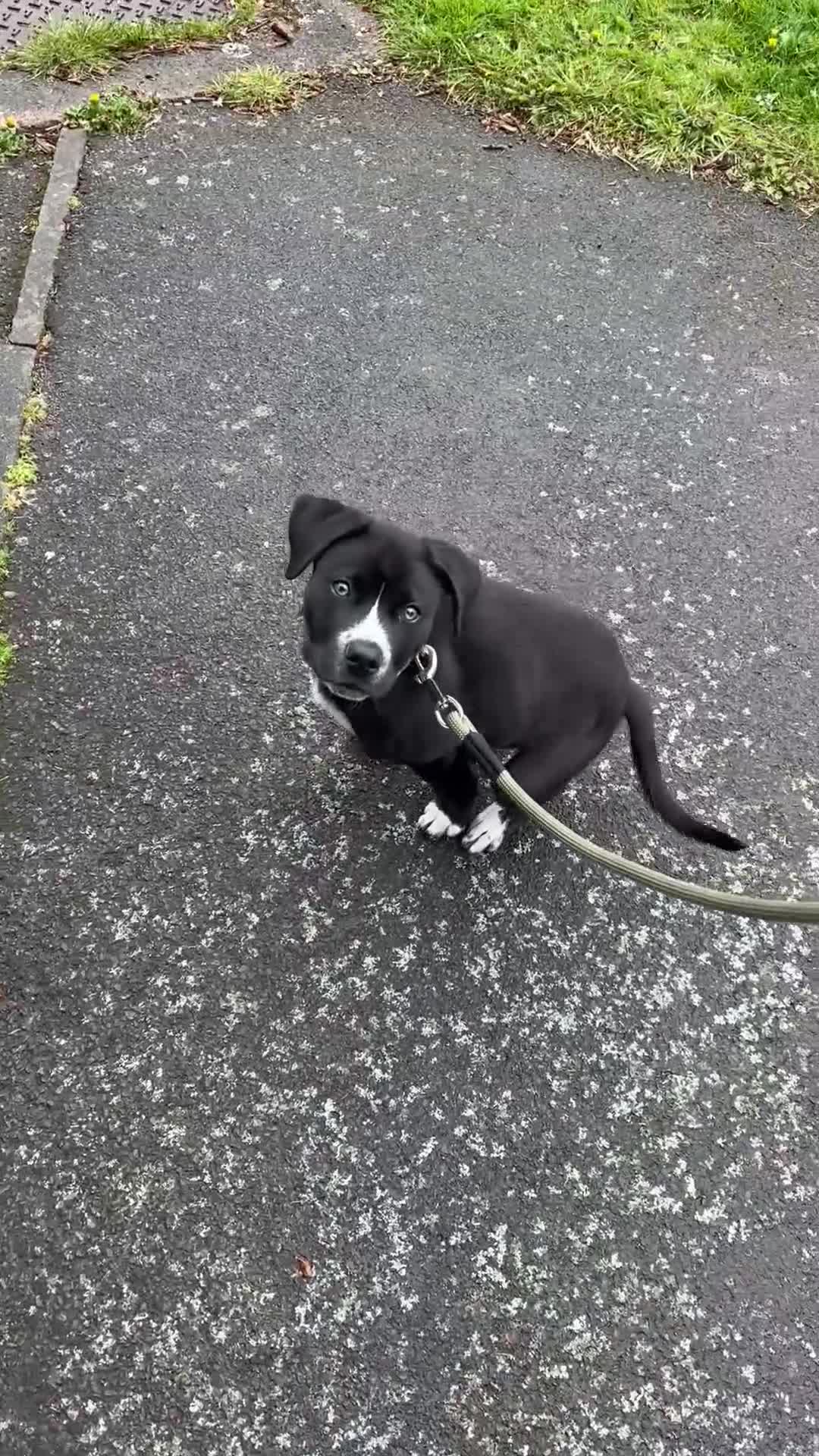 Mixed Breed dogs for sale: Bruno needs a new home!  - Video 2