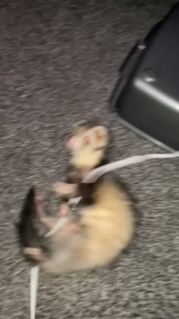 Ferret rodents for sale: (STILL AVALIABLE) Two hobs for rehoming. - Video 3