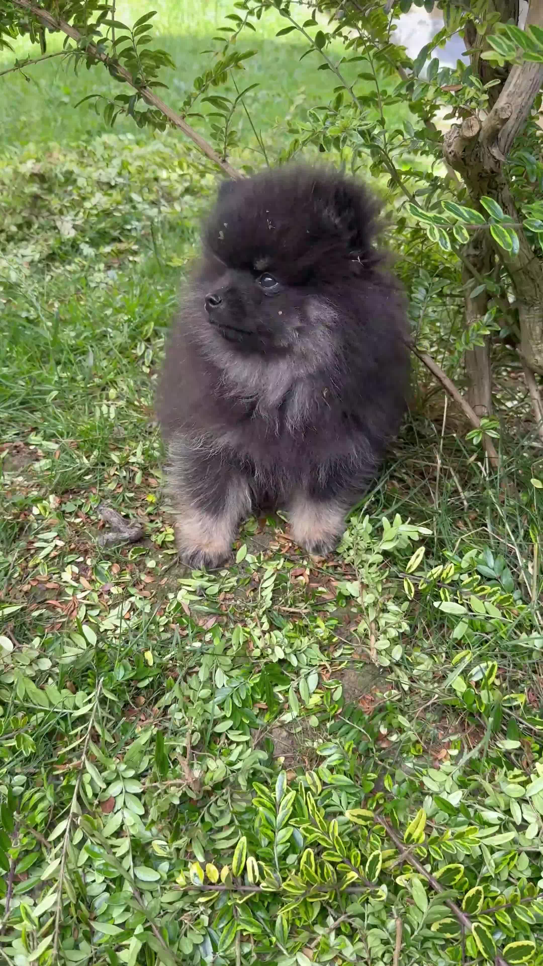 Pomeranian dogs for sale: Pomeranian - Video 1