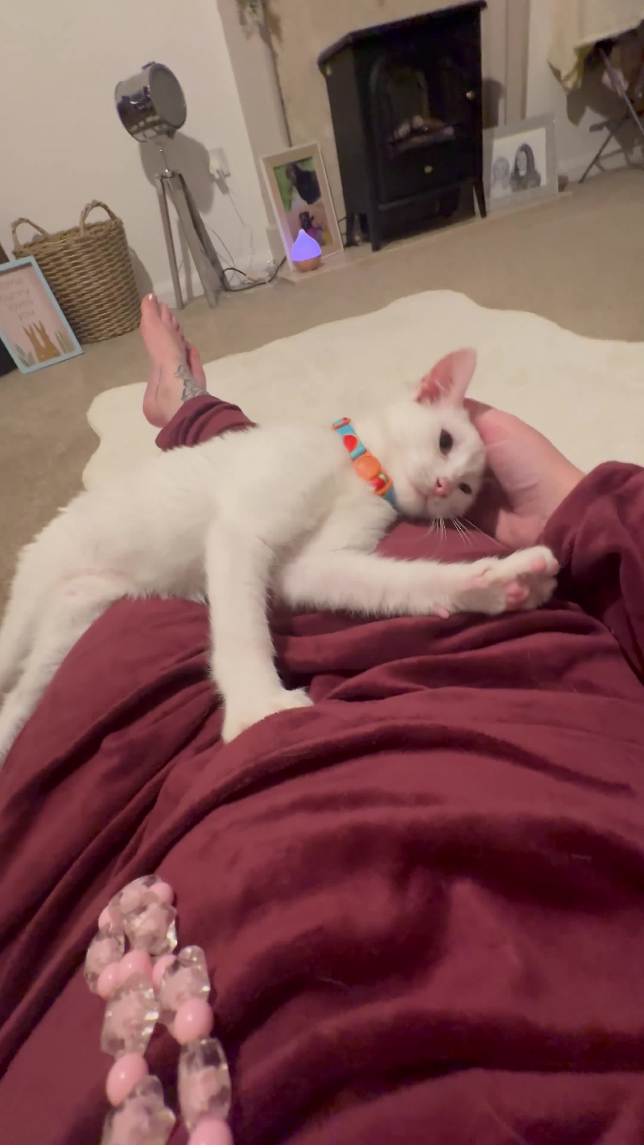 Mixed Breed cats for sale: Beautiful Baby Milo  - Video 1