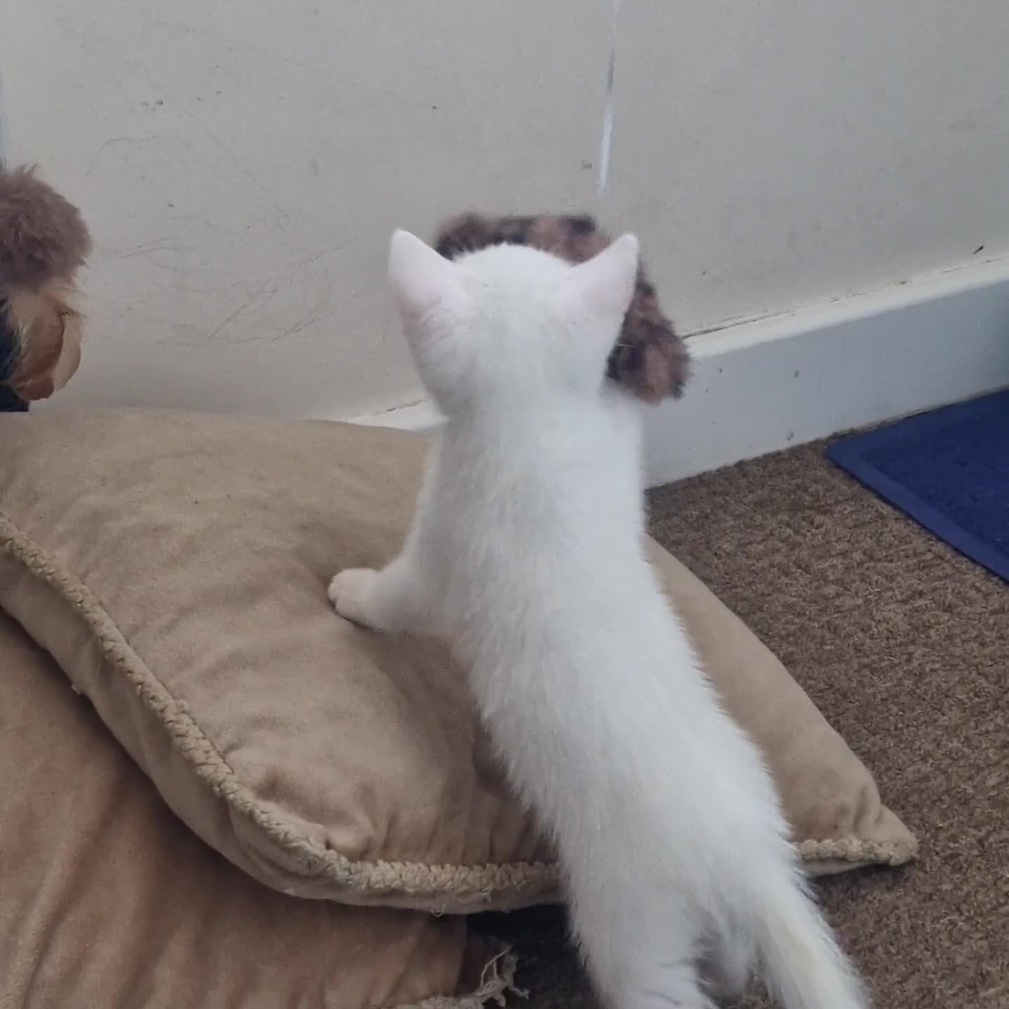 Mixed Breed cats for sale: Lovely kittens from a white odd-eyed mother. - Video 2