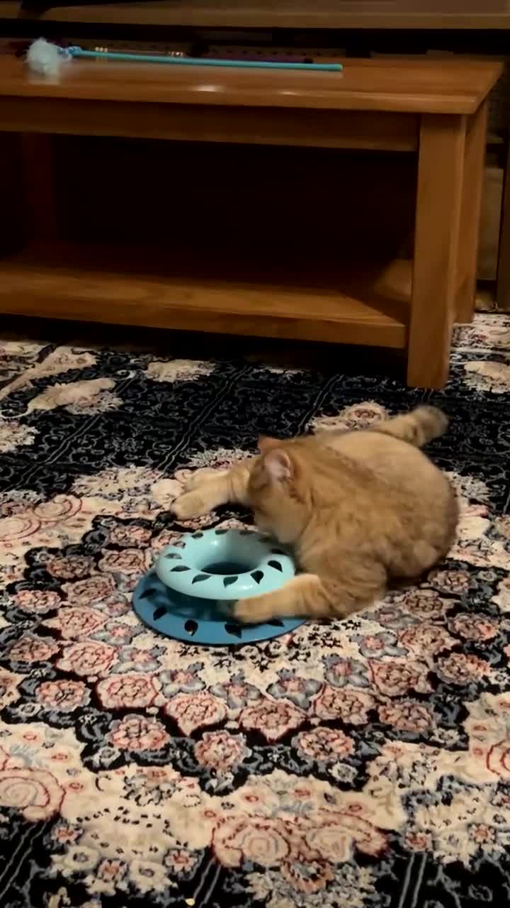 British Shorthair cats for sale: Male Golden British Shorthair  - Video 3