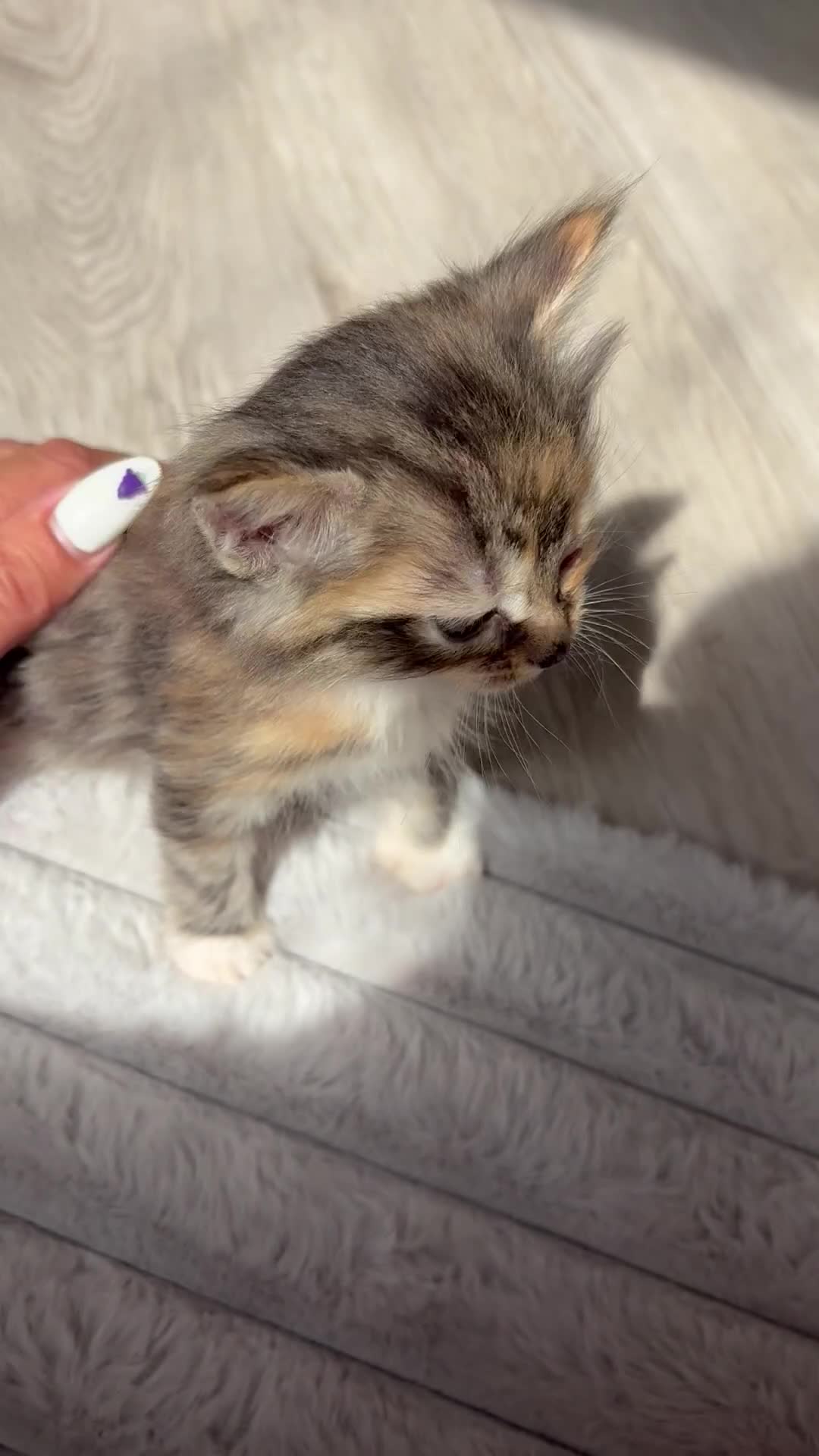 Mixed Breed cats for sale: Affectionate & Beautiful Ragdoll X Kittens - Video 1