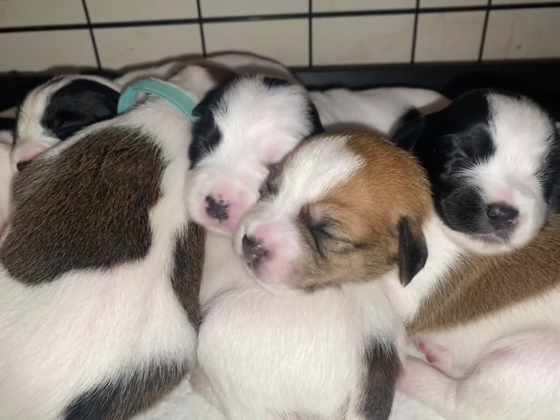 Jack Russell dogs for sale: Jack Russel terrier mix puppies not pure!  - Video 1