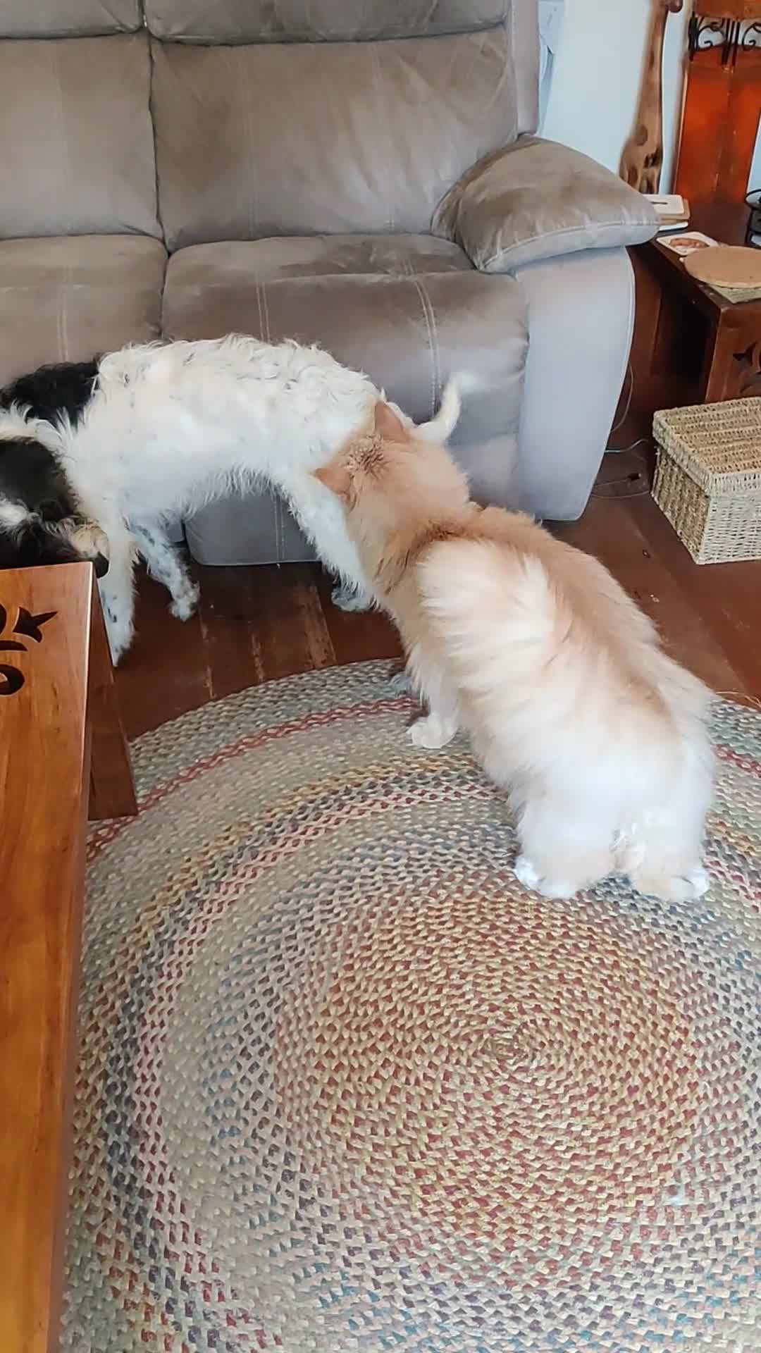 Maine Coon cats for sale: Giant Softie! Stunning 2 yr old pedigree XL MC boy - Video 4