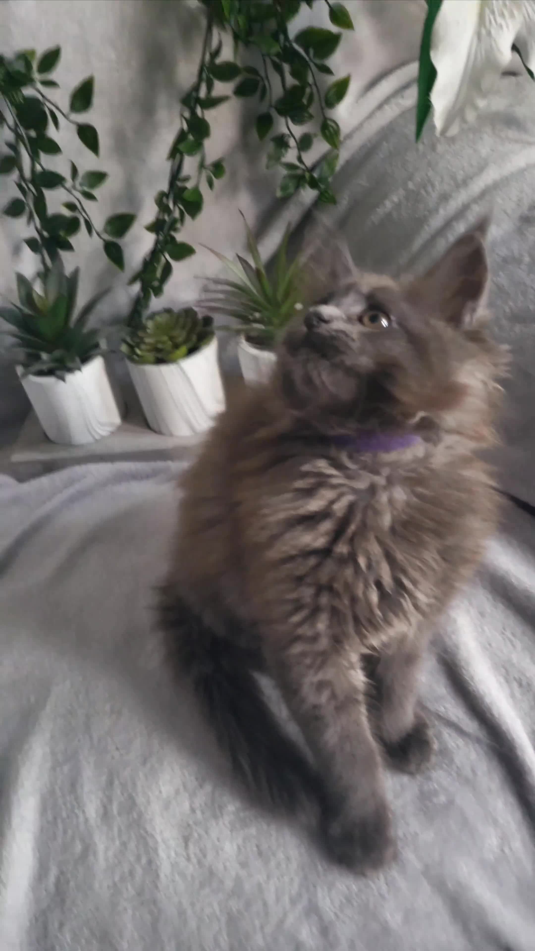 Maine Coon cats for sale: Beautiful Maine Coons  - Video 1
