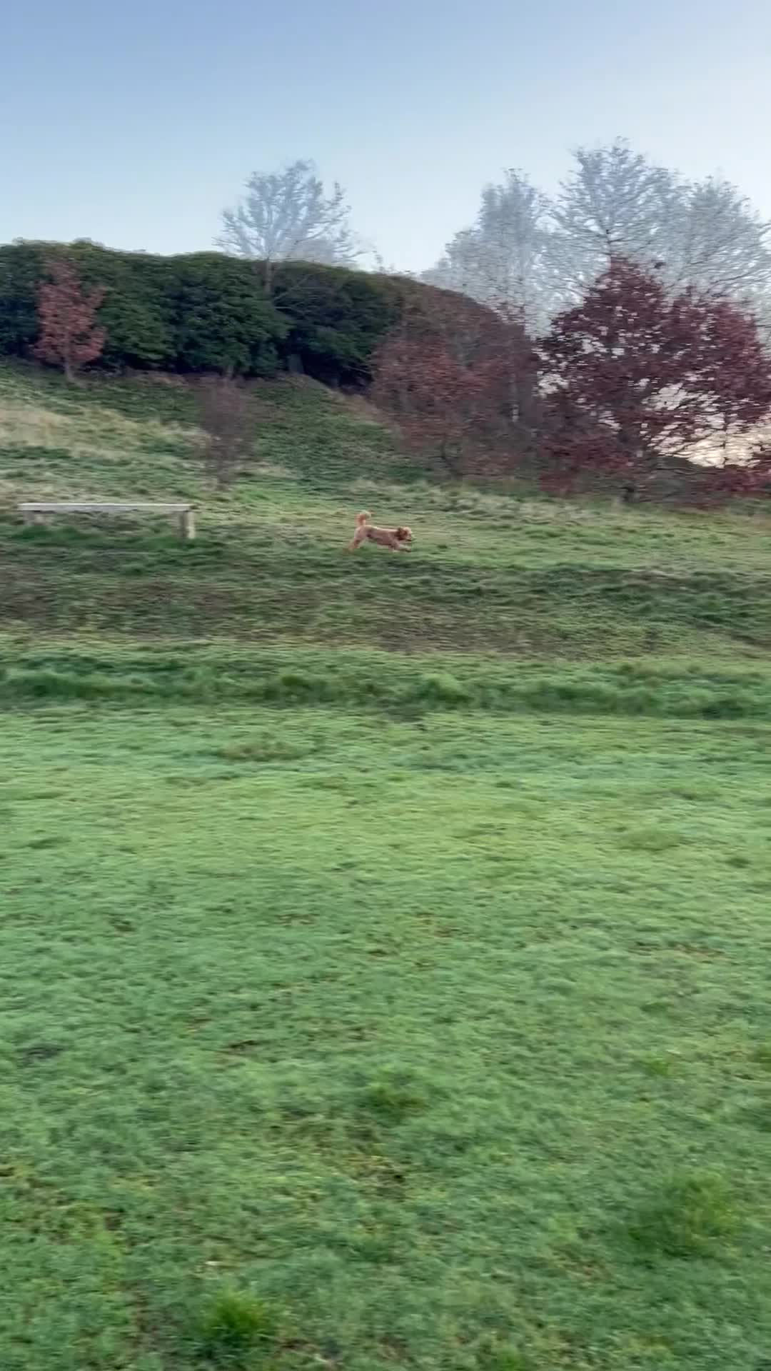 Cockapoo dogs for sale: Rehoming Cockapoo - Video 1