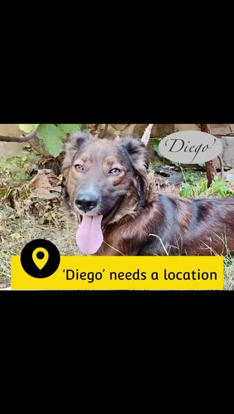 Mixed Breed dogs for adoption: Diego, 1-2 yrs old. Available for adoption. in Brixham - Video 1