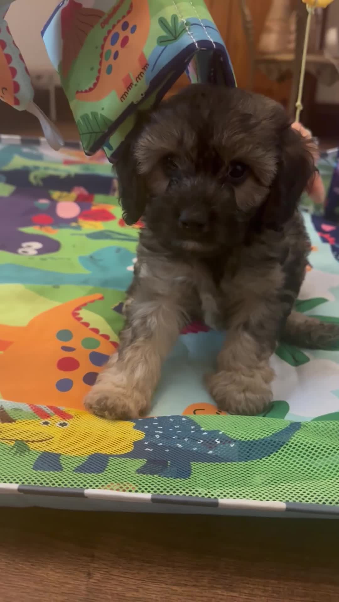 Cavapoo dogs for sale: Amazing coloured fi cavapoo health tested parents  - Video 4