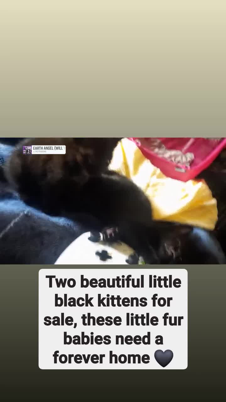 Mixed Breed cats for sale: Two kittens one male & one female  - Video 1