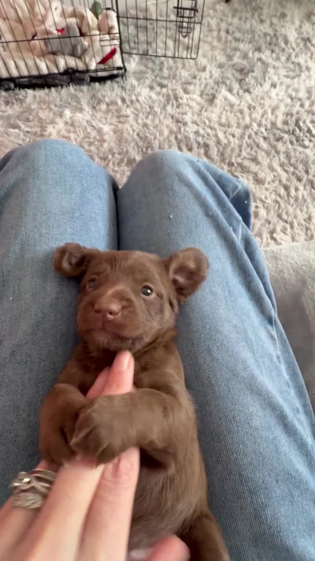 Mixed Breed dogs for sale: Miniature doxipoos for sale  - Video 1