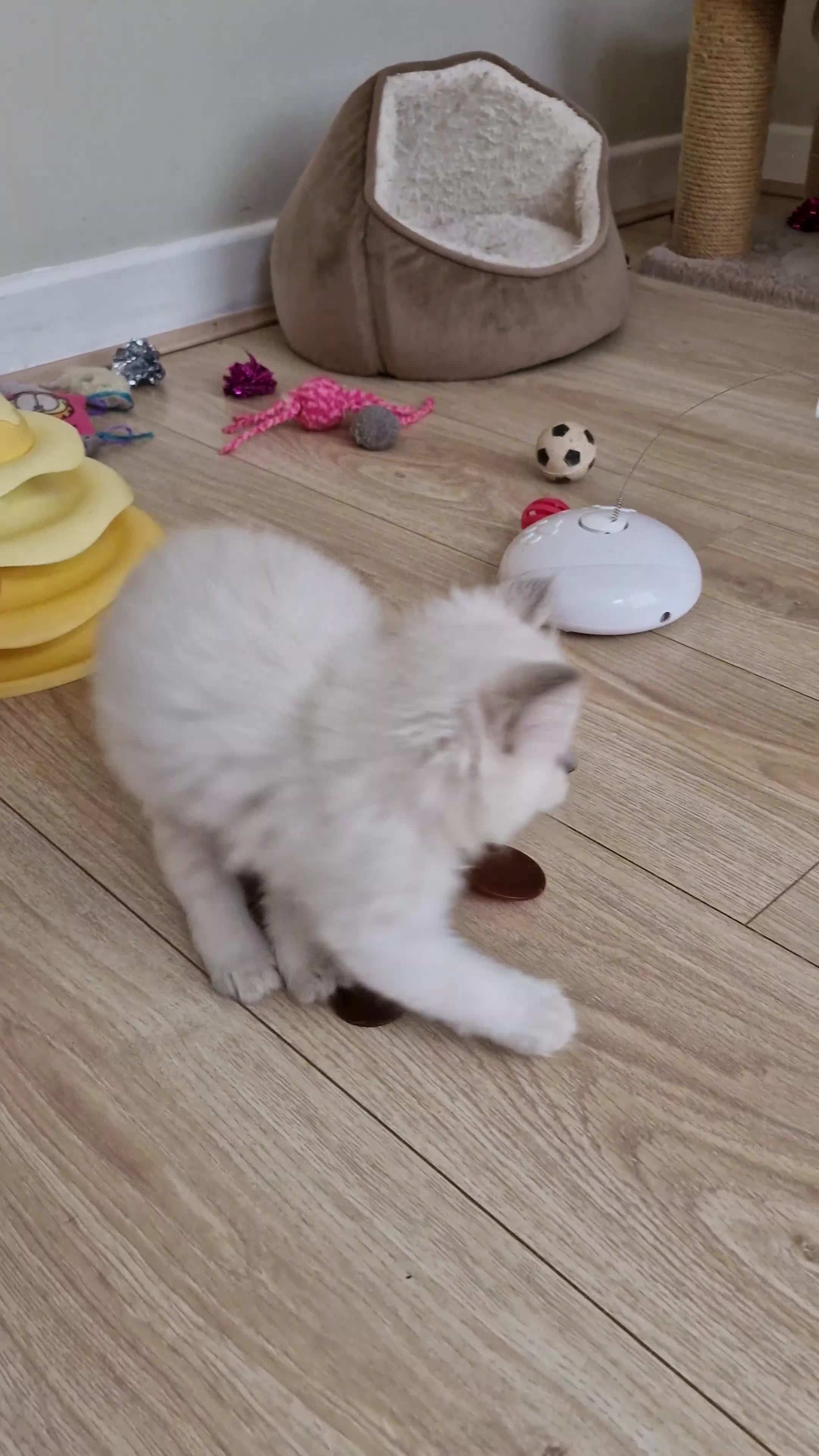 Ragdoll cats for sale: 🐾Last  Girl - Genetically clear 🐾 - Video 2
