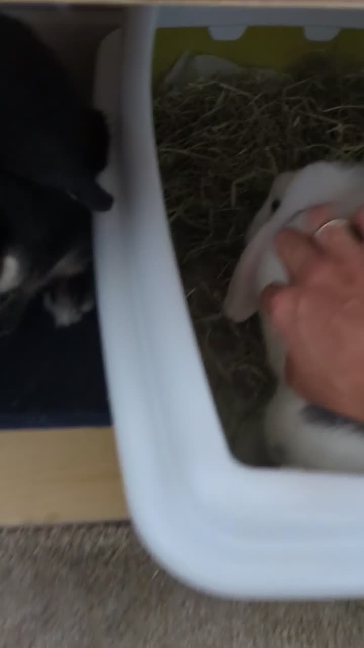 Mixed Breed rabbits for sale: 2 beautiful mixed breed house bunnies for rehoming in Exeter - Video 1