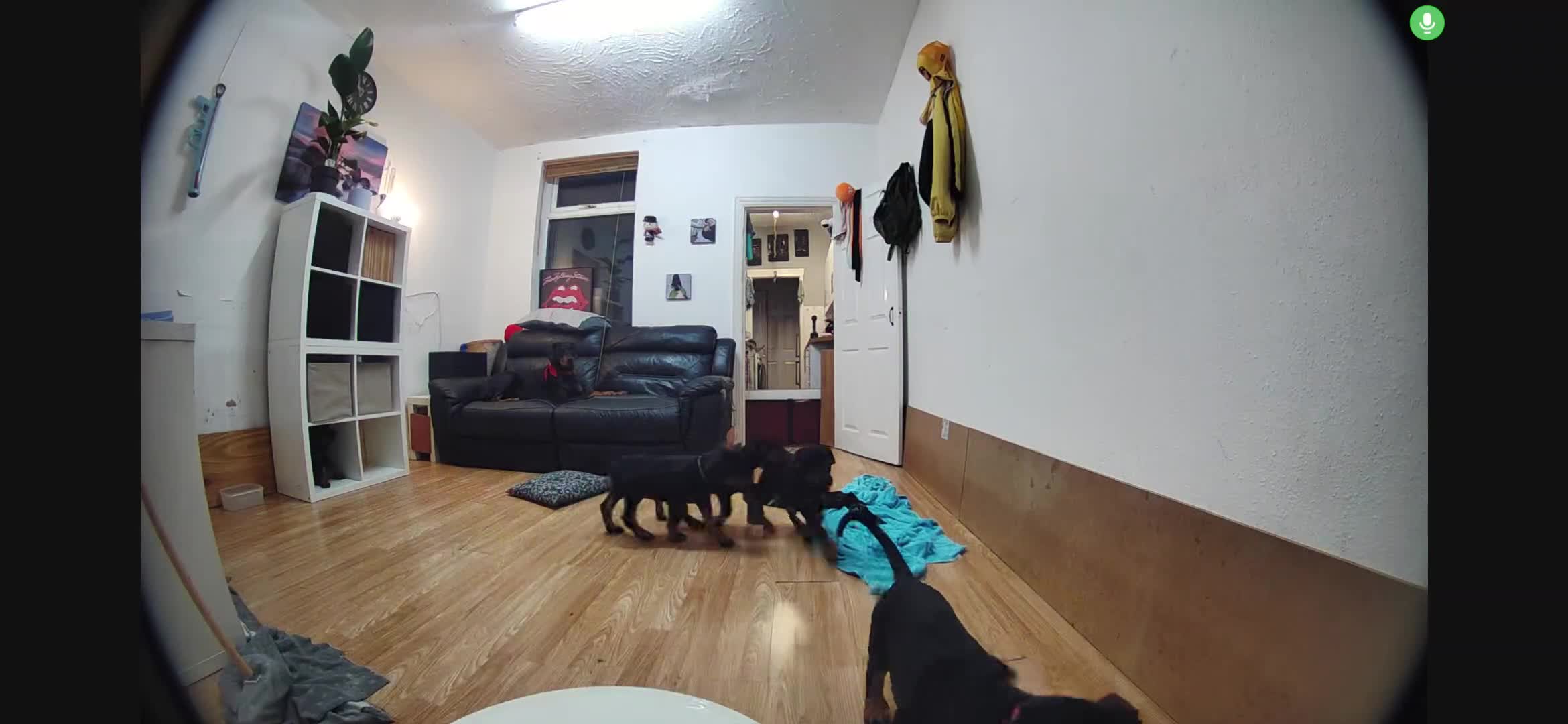 Dobermann dogs for sale: Beautiful Doberman puppies 3 boys 3 girls for sale - Video 1