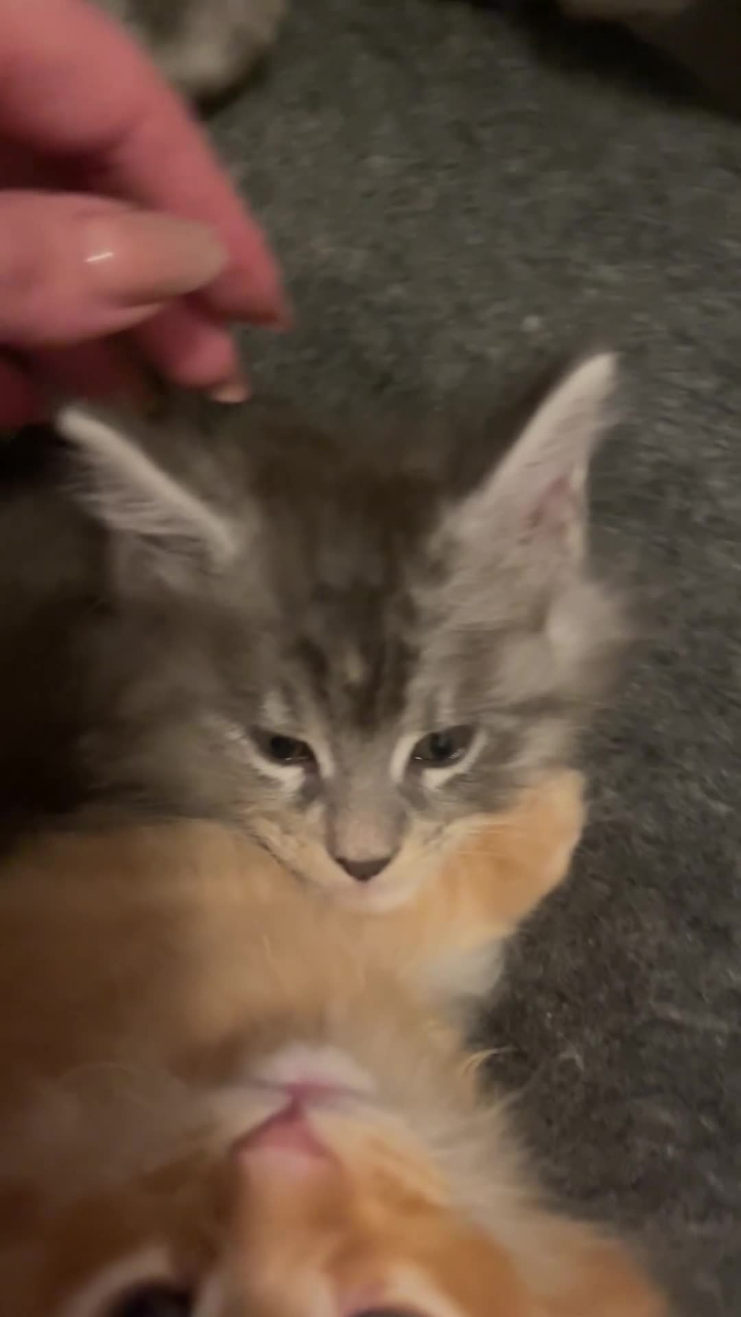 Maine Coon cats for sale: 💛LAST Sweet MaineCoons looking for forever home💛 - Video 4