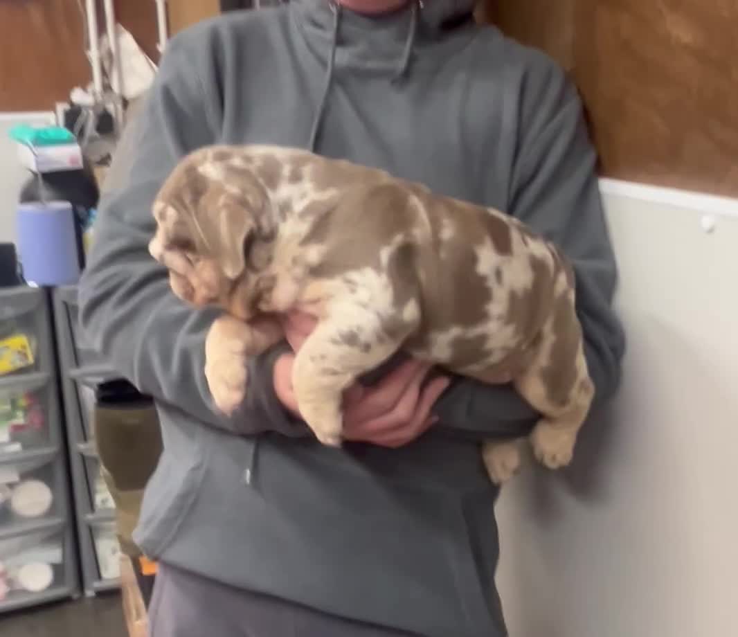 English Bulldog dogs for sale: English bulldog puppy Merle female  - Video 1