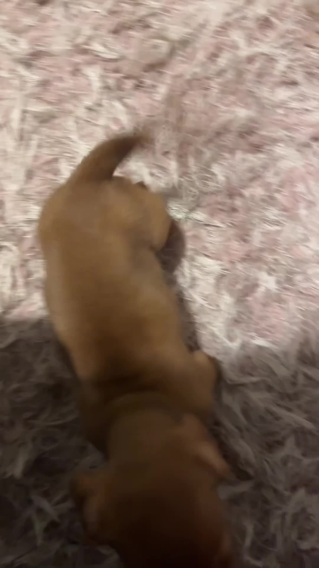 Jackshund dogs for sale: Male Dachshund X Jack Russell Puppy - Video 1