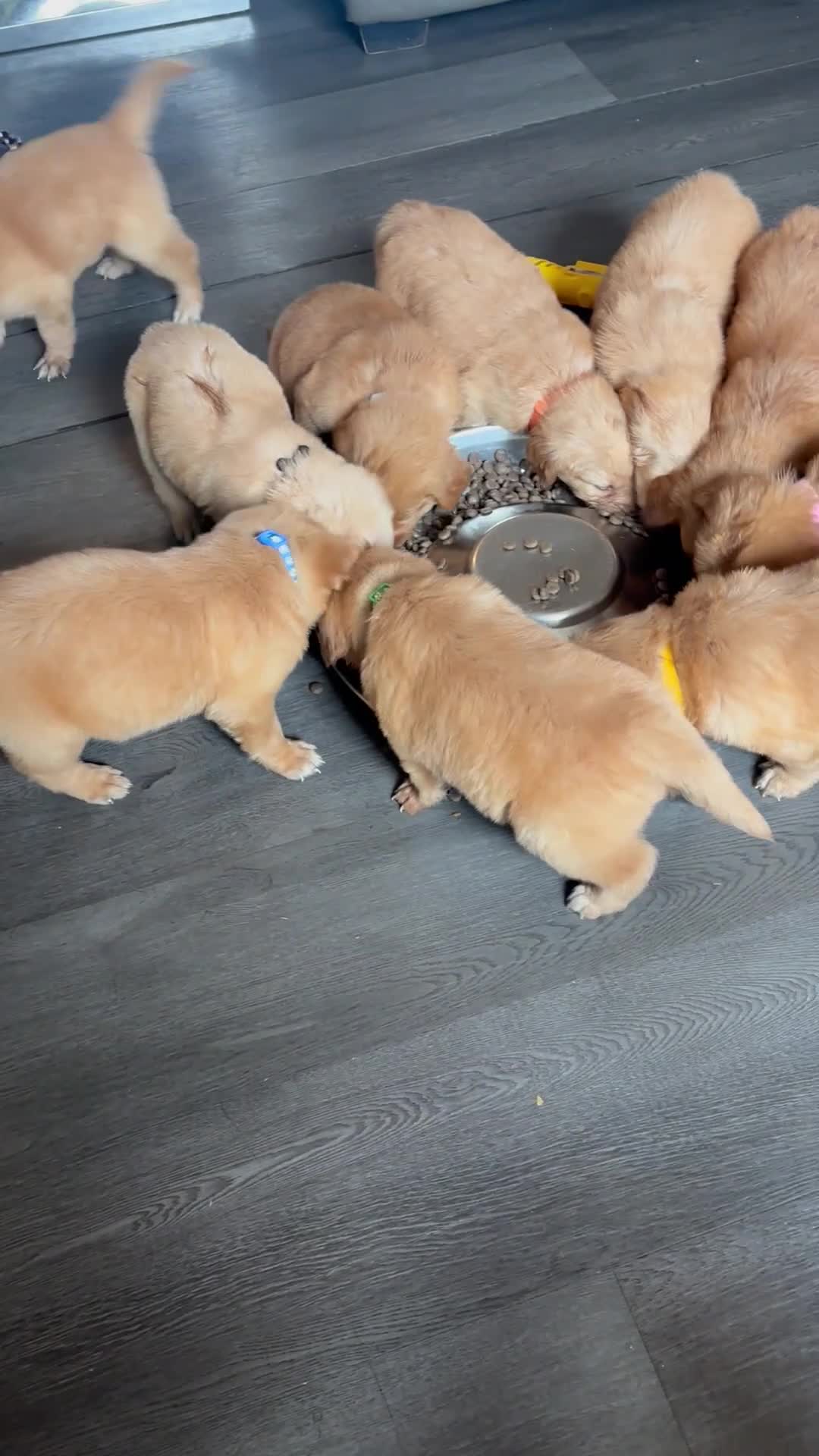 Golden Retriever dogs for sale: Beautiful golden retriever puppies  - Video 2