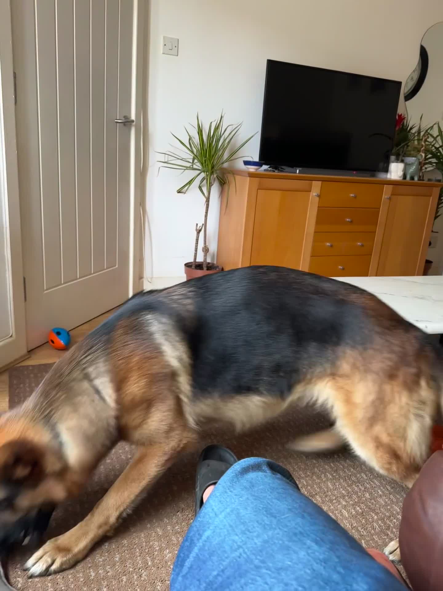 German Shepherd dogs for stud: Shadow Available for stud  - Video 1
