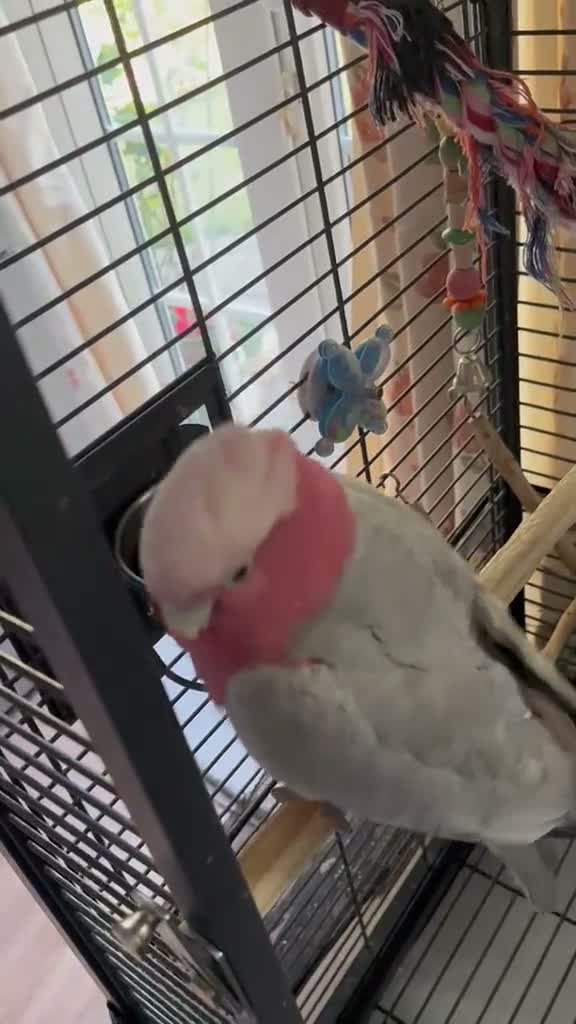 Cockatoo birds for sale: Pink breasted Galah cockatoo in Camberley - Video 2