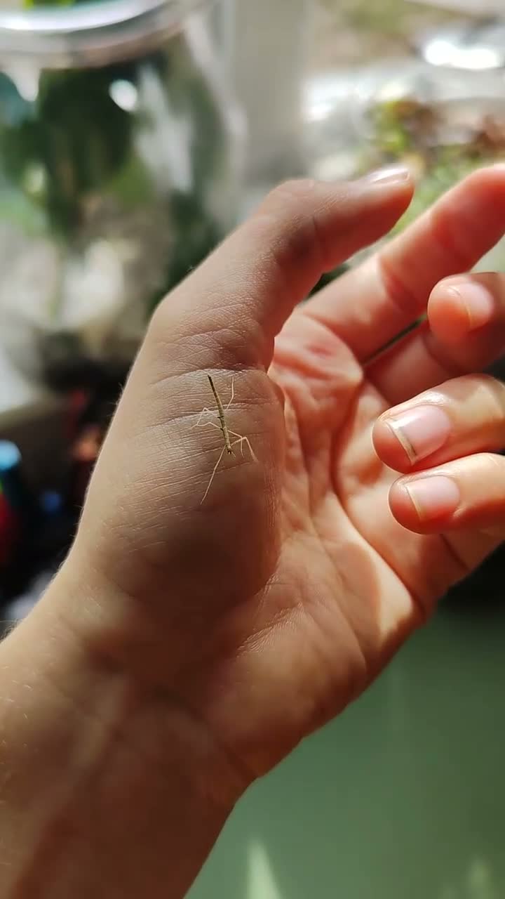 Stick Insects invertebrates for sale: Juvenile Vietnamese stick insects for sale - Video 1